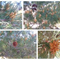 Pinus sylvestre